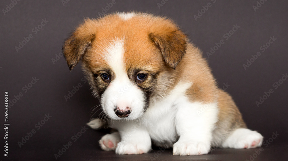 corgi dog puppy looking down corgi dog puppy looking down