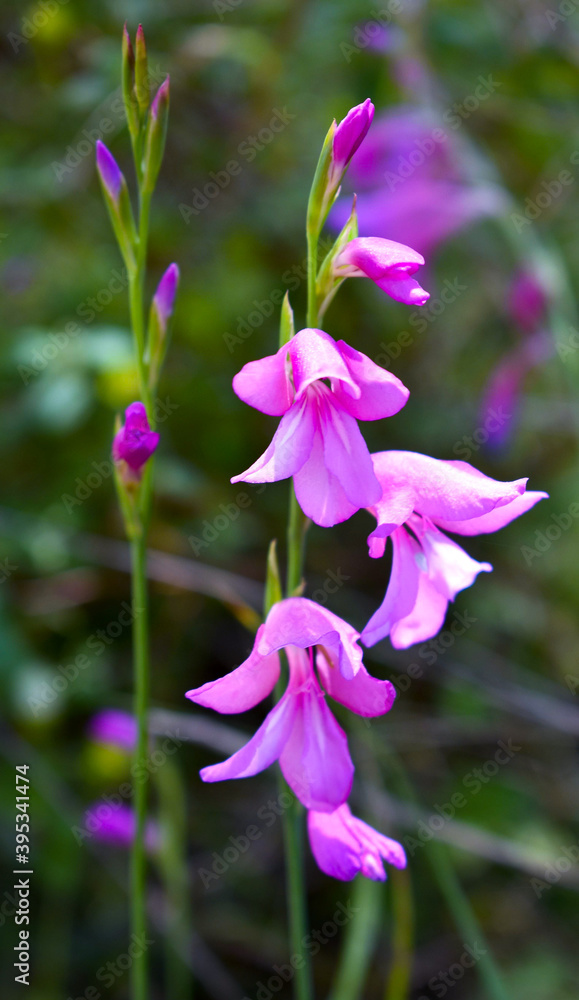 flowers in the garden (lilies) 