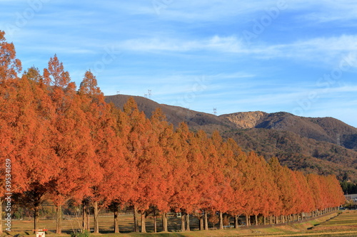 秋のメタセコイア並木