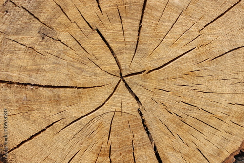 Old wood background. Deck of old logs