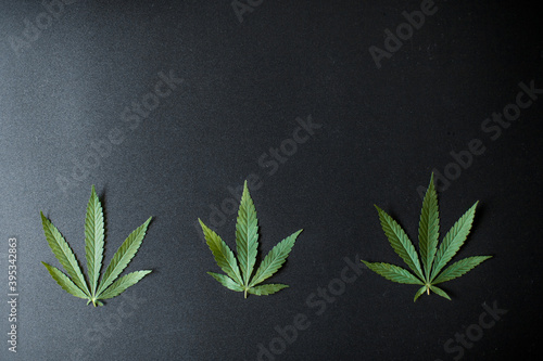Medical cannabis leaves and CBD cannabidiol oil concept, hemp leaves top view on black background. Close-up of young cannabis plant on beautiful dark background with copy space