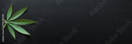 Medical cannabis leaves and CBD cannabidiol oil concept, hemp leaves top view on black background. Close-up of young cannabis plant on beautiful dark background with copy space