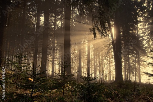 Rays of the afternoon sun penetrating the misty autumn forest.