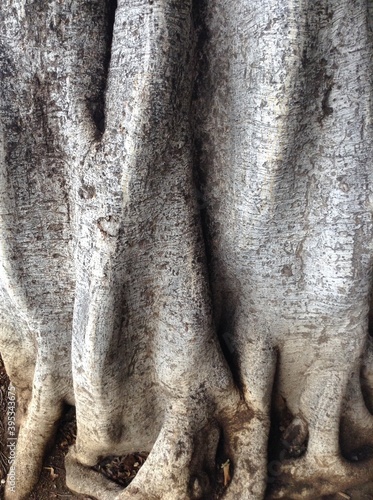 Gray tree trunk close-up, nature and texture, texture, illustration, decoration, decor