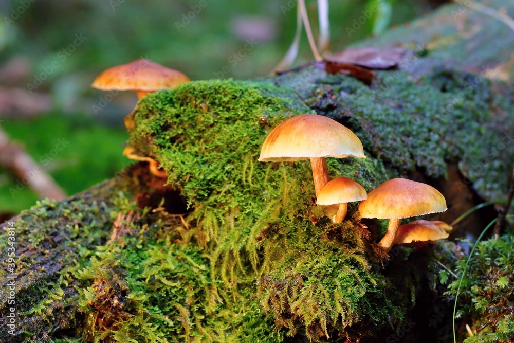 Close-up view of yellow mushrooms on an old trunk in the autumn forest. Close-up view of yellow mushrooms on an old trunk in the autumn forest.