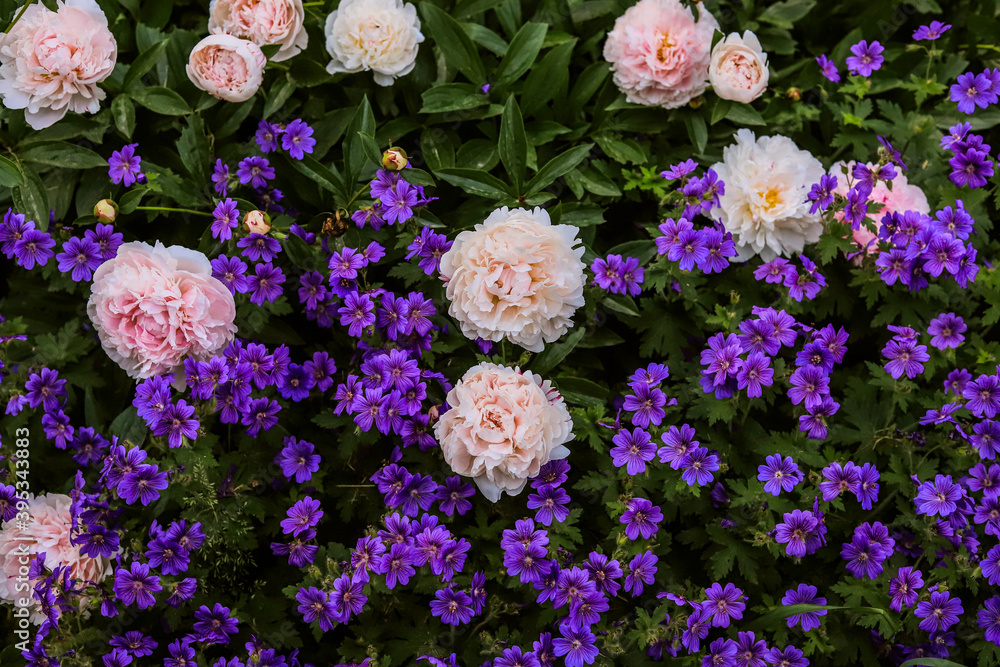 pink lush peonies and small purple flowers close up pink lush peonies and small purple flowers close up