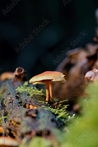 Close-up view of yellow mushrooms on an old trunk in the autumn forest.