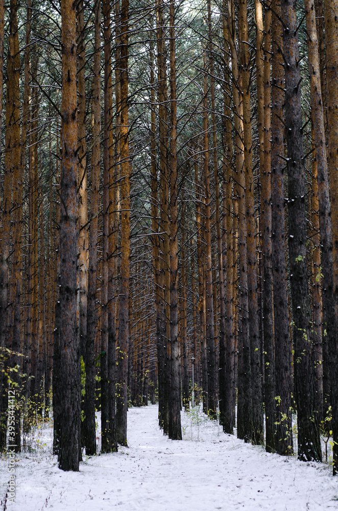 Fototapeta premium Tree trunks in pine forest. Many pine trees in taiga. Winter landscape.