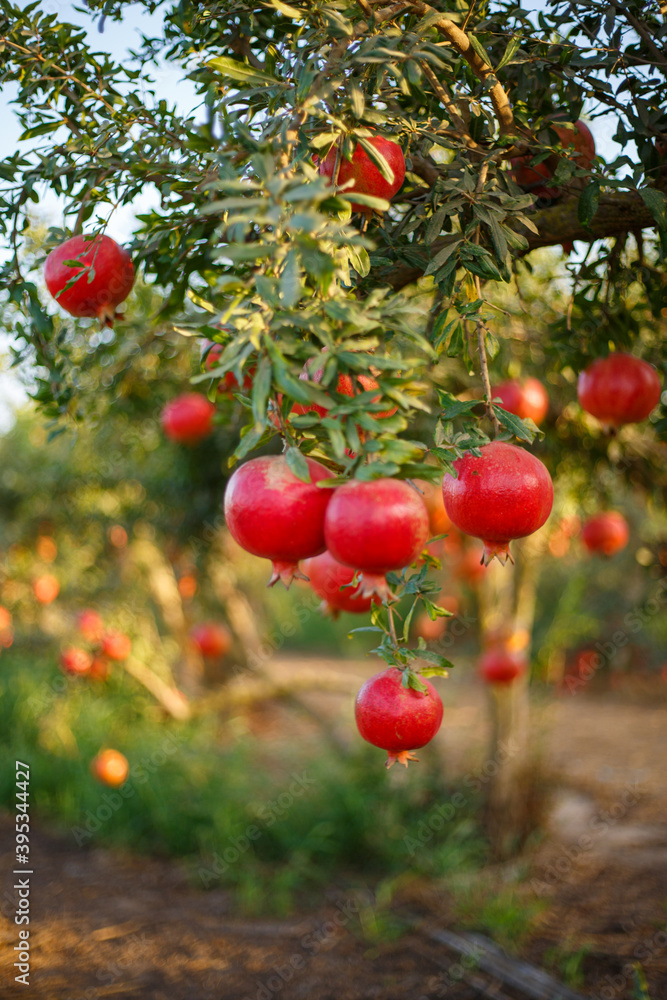 Pomegranate garden. Jewish New Year. Rosh Hashana concept