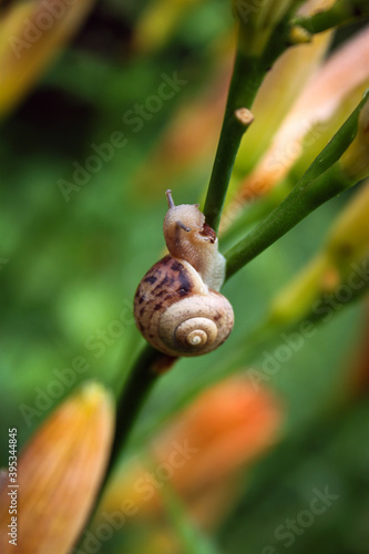 a small snail sits on a yellow Lily in summer close up