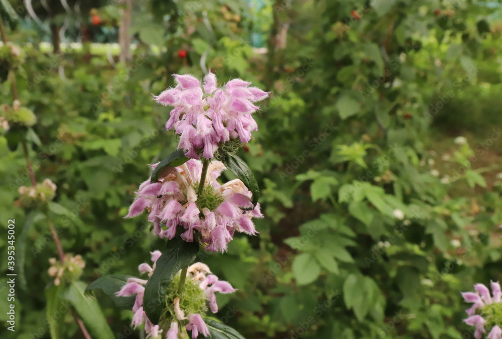 Medicinal plant Phlomis tuberosa,Jerusalem sage in an organic garden. It is a perennial flowering plant. The plant used as a folk restorative medicine against intoxication, tuberculosis. Medicinal plant Phlomis tuberosa,Jerusalem sage in an organic garden. It is a perennial flowering plant. The plant used as a folk restorative medicine against intoxication, tuberculosis.