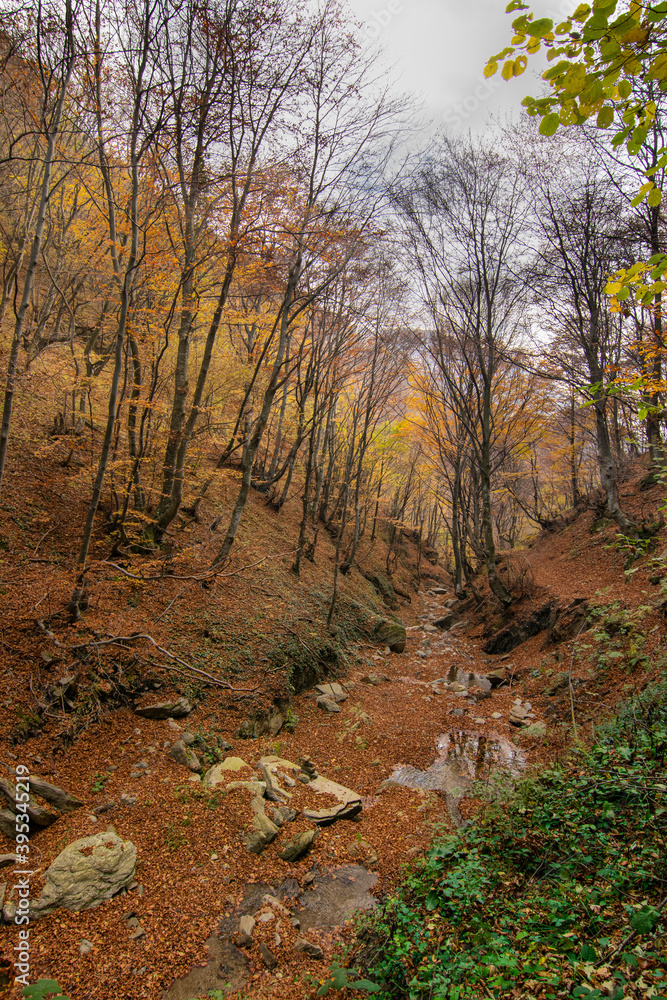 Forest landscape in autumn
