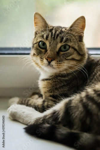Fototapeta Naklejka Na Ścianę i Meble -  a beautiful gray tabby domestic cat is resting on the windowsill against the background of a light window