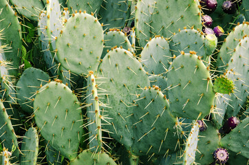 Gordijnen Cactus Opuntia polyacantha cactus close-up  © Алексей Селянин