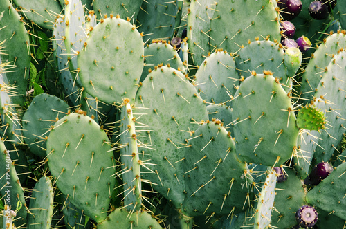 Opuntia polyacantha background. Is a common species of cactus known by the common names plains pricklypear