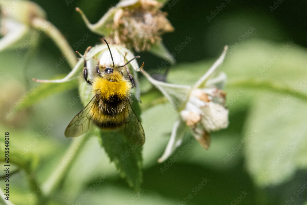 Bourdon butinant Bourdon butinant