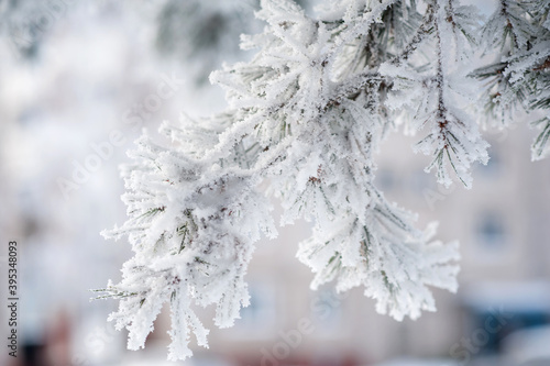 Tree branches in the snow, winter © Юлия Васильева