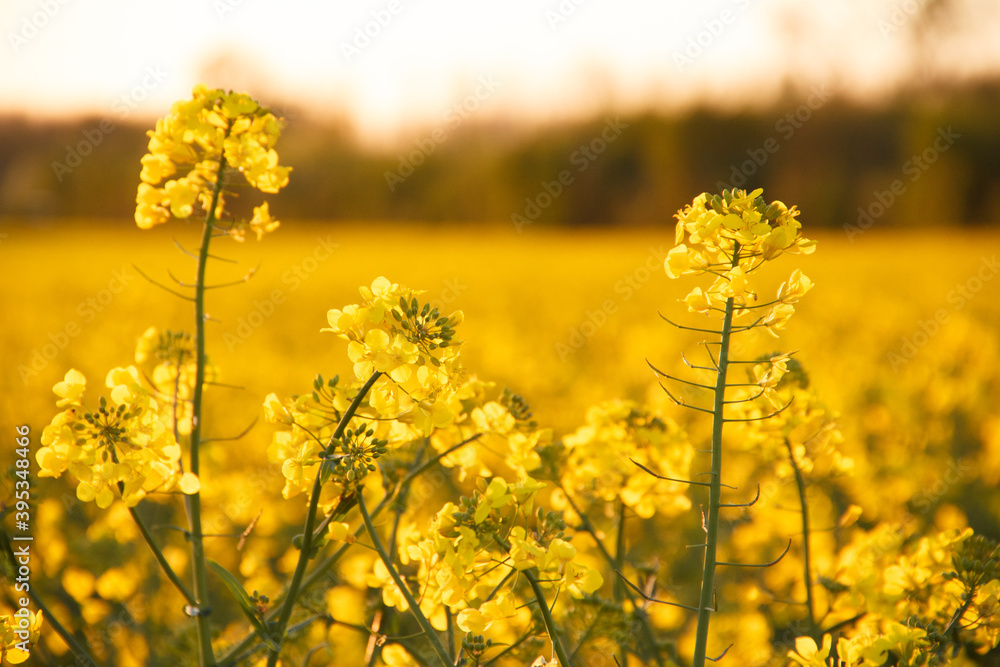 Obraz premium Rapsfeld und Rapsblüte in Deutschlan