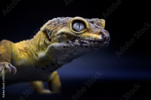 Exotic Lemon Frost Leopard Gecko isolated in black background