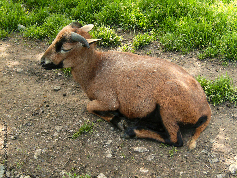 Fototapeta premium Mountain goat in Bavarian mountains, Germany