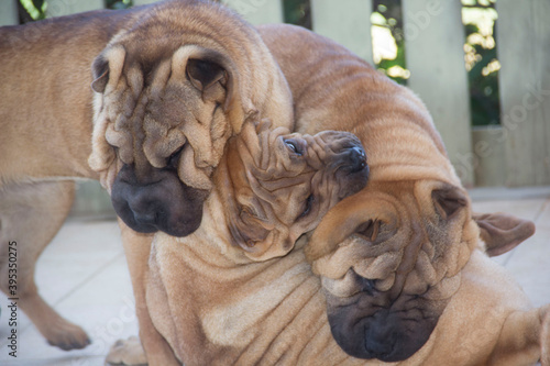 shar pei playing