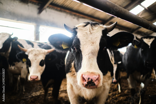 Cows in a farm. Dairy cows in a farm © patrykstanisz