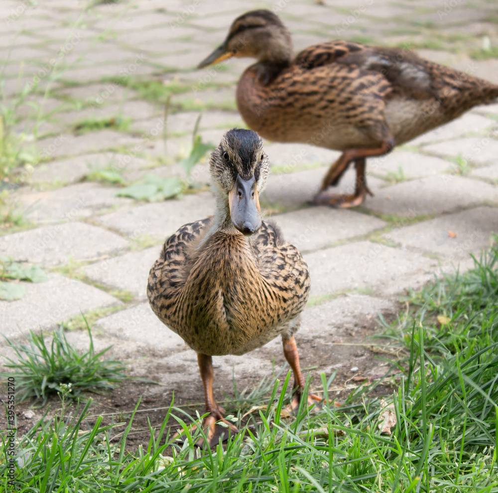 Ducks walking on the pavement next to the pond Ducks walking on the pavement next to the pond