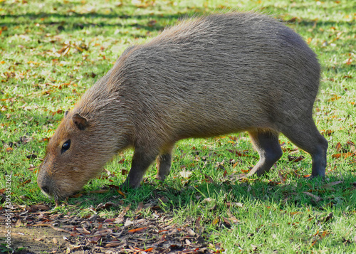 A capybara grazing on grass at the Cape May Zoo