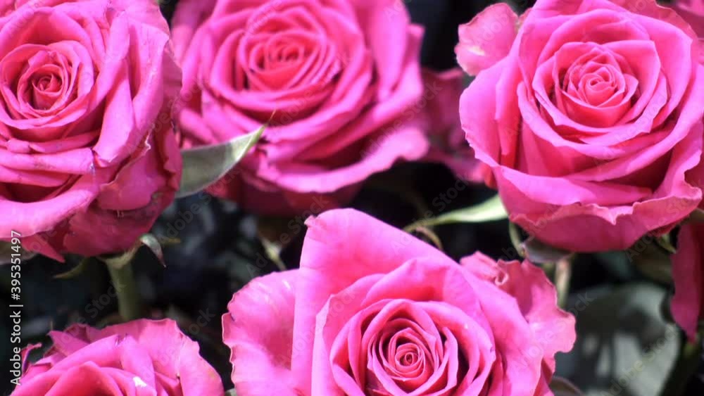 Beautiful blooming pink roses close-up Beautiful blooming pink roses close-up