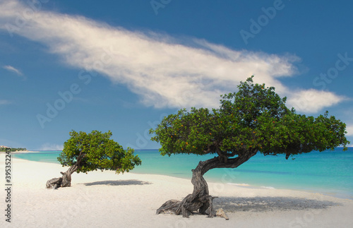 Foto Divi Divi Trees on the shoreline of Eagle Beach in Aruba