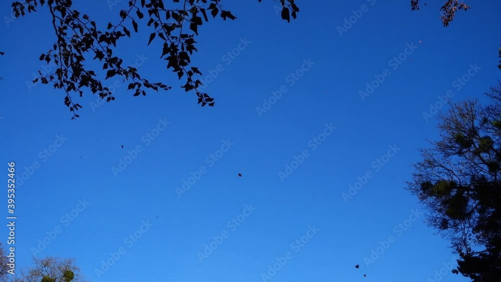 Autumn trees against the backdrop of the sky. Falling leaves.