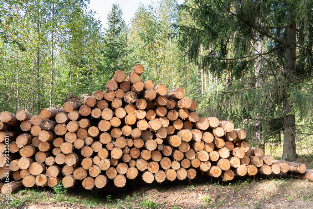 Wall of stacked wood logs for background. Many sawed pine logs stacked in a pile horizontal front view closeup. Background of dry chopped firewood logs stacked up on top of each other in a pile