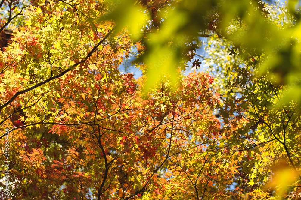 Fall in the Japanese Gardens