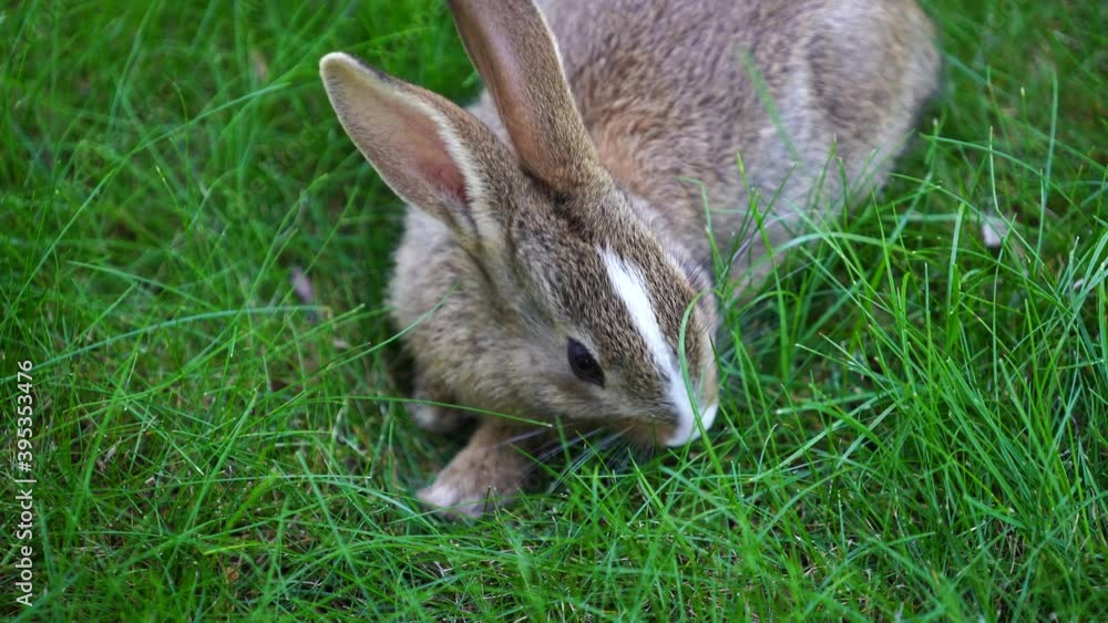 Young cute rabbit on green grass eating, close up. Animals and nature concept. Kyiv, Ukraine Young cute rabbit on green grass eating, close up. Animals and nature concept. Kyiv, Ukraine