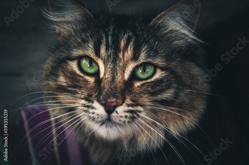 portrait of a cat © Kseniya