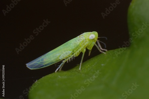 insect Empoasca vitis pidikřísek on a leaf