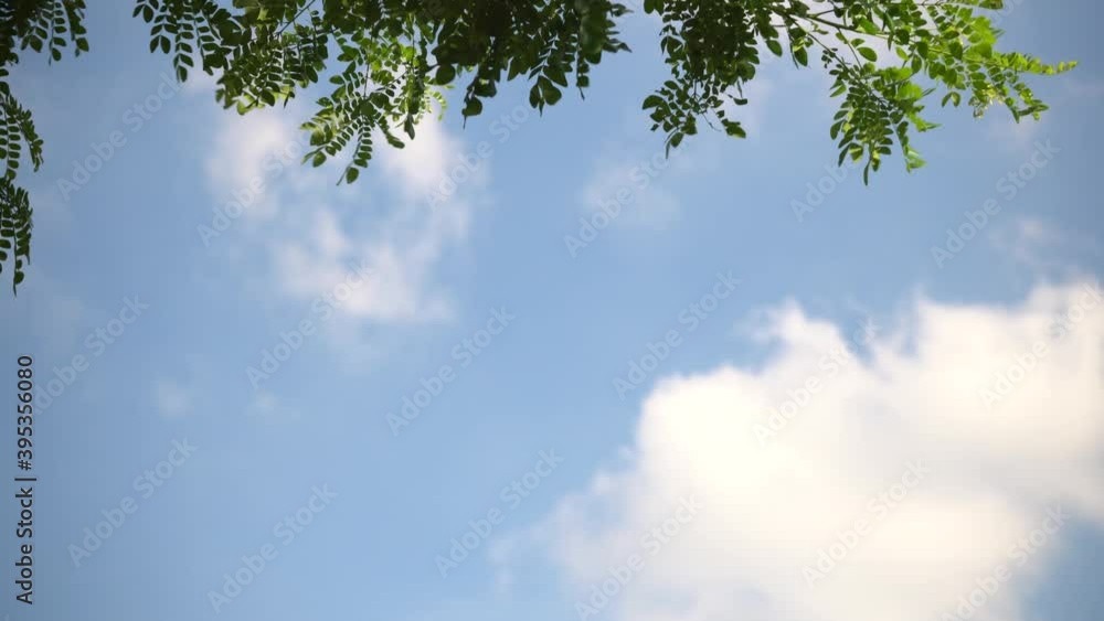 The natural leaves of the trees sway in the wind against a clear blue sky. Clear sunny day. Spring. The beautiful green waving leaves of the tree give a relaxing. The natural leaves of the trees sway in the wind against a clear blue sky. Clear sunny day. Spring. The beautiful green waving leaves of the tree give a relaxing.