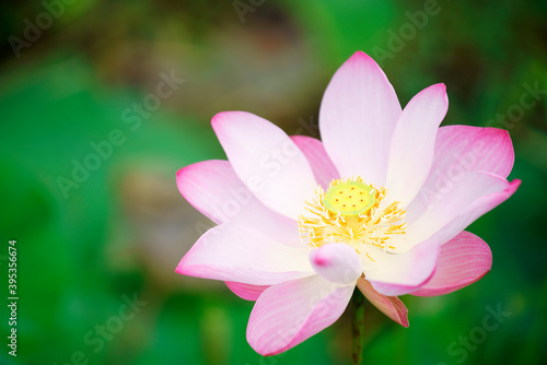 Pink Bloom Blossom Lotus Flower