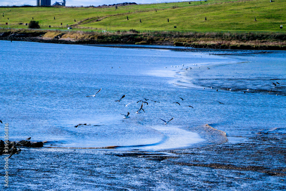 Fototapeta premium Gulls flying over the shore