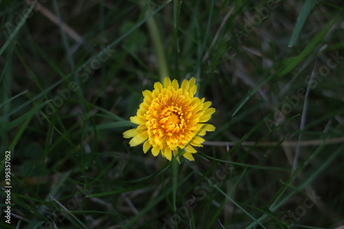 Dandelion