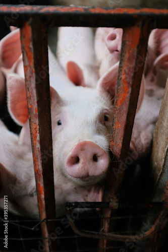 pig in barn