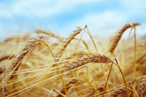 Agricultural field. Ripe ears of barley. The concept of a rich harvest.