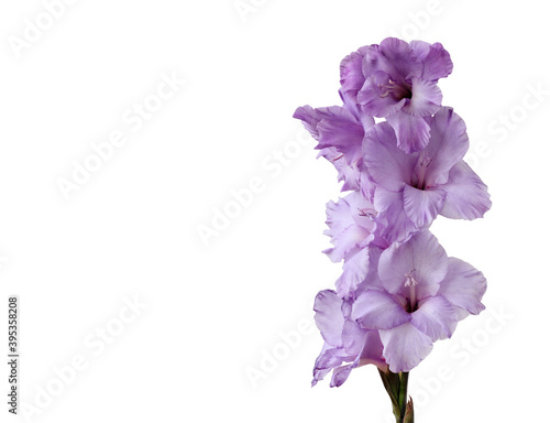 purple gladiolus isolated on a white background.