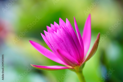 pink lotus flower © sakhorn38