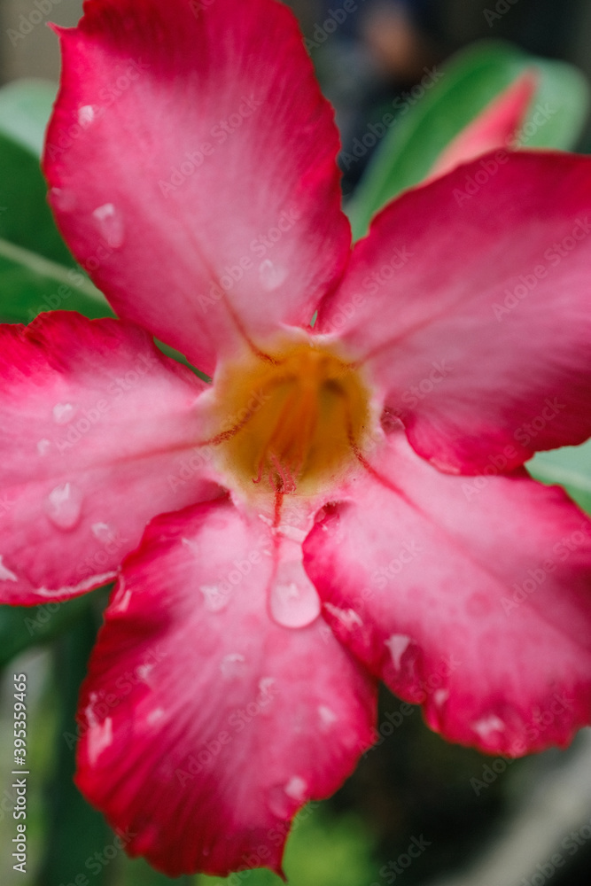 close up of pink flower with dew drops close up of pink flower with dew drops