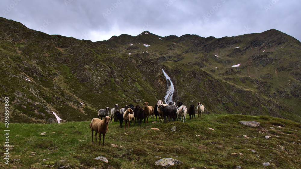 Funny view of flock of sheep with white, brown and black animals looking at camera on alpine mountain meadow with waterfall and peak Großes Degenhorn (2,946m) in background in Austria.