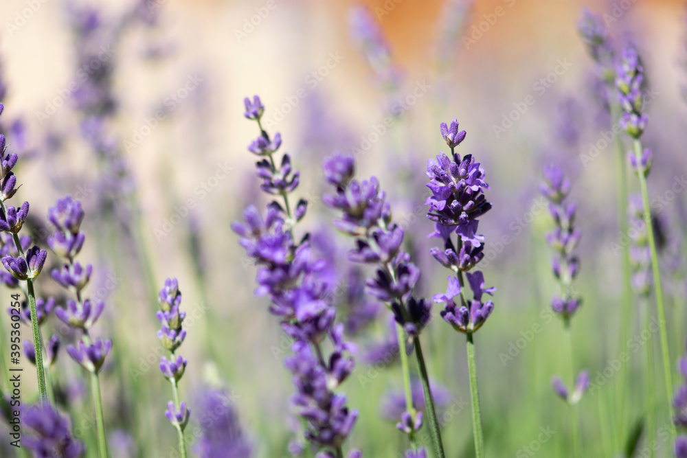 Fototapeta premium Lavender Flowers Macro