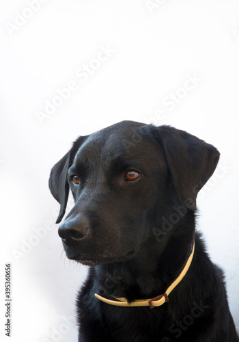 Close-up portrait of black Labrador Retriever dog
