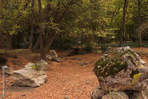 paisaje otoño con arboles y rocas con musgo