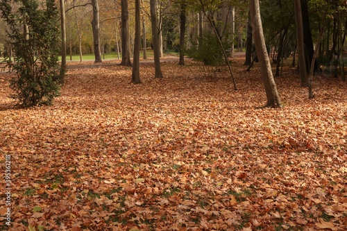paisaje otoño con suelo de hojas y arboles